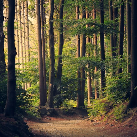 Sunlight through a pine forest